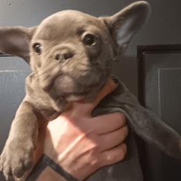French Bulldogs and Great Danes from Reinwater