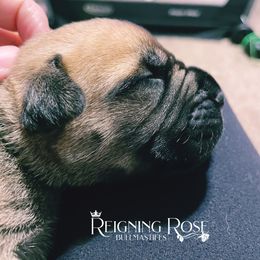 Bullmastiff Puppies from Reigning Rose Bullmastiffs