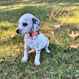 Reef - White and black male Dalmatian puppy in Joplin, Missouri from Ruffles, Ridges, & Spots!