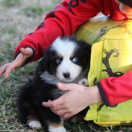 Australian Shepherd Puppies from Westrip Angus & Aussies