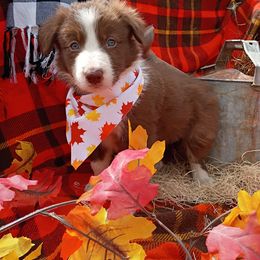 Tucker - White and red male Border Collie puppy in Dundy County, Nebraska from Stag Valley Homestead