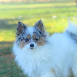 Venus - Pomeranian