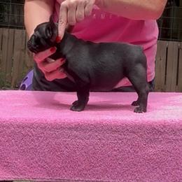 Blair - Brindle female French Bulldog puppy in Kirbyville, Texas from Empire Bulldogs & French Bulldogs