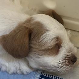 Maverick - Parti male Miniature Schnauzer puppy in Grayson, Kentucky from Seventh Heaven Schnauzers