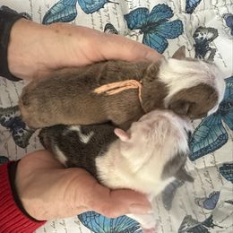 Fawn brindle and white female 2 - Fawn brindle and white female Bulldog puppy in Fleetwood, Pennsylvania from D and D Bulldogs
