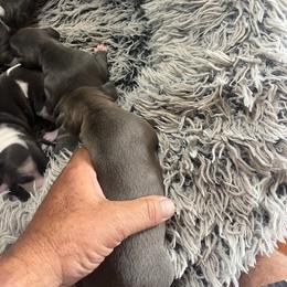 Italian Greyhound Puppies from Fisher Link