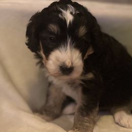 Boy 5 - Tri-color male Bernedoodle puppy in Montrose, Michigan from Livy’s Doodles