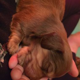 Dachshund Puppies from Tumbleweed Dachshunds