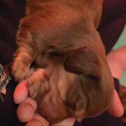 Dachshund Puppies from Tumbleweed Dachshunds