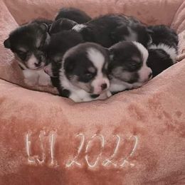 Hanna - Black and tan Pembroke Welsh Corgi puppy in Oklahoma from Smiths Companions