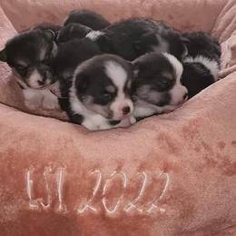 Hanna - Black and tan Pembroke Welsh Corgi puppy in Oklahoma from Smiths Companions
