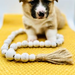 Pembroke Welsh Corgi Puppies from West Coast Corgi