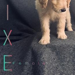Bernedoodle, Goldendoodle, and Sheepadoodle Puppies from Golden-Doods and Company
