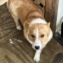 Dolly - Pembroke Welsh Corgi