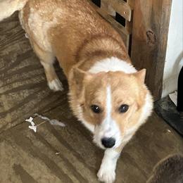 Dolly - Pembroke Welsh Corgi