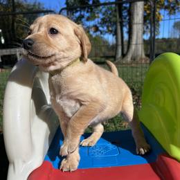 Maddy (Sweeney) - Yellow female Labrador Retriever puppy in Alger, Ohio from Osborne Family Retrievers