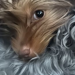 Yorkshire Terrier Puppies from MCM Acres