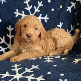 Goldendoodle Puppies from Goldendoodles of Vanhoy Farms