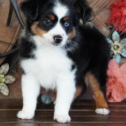 Black tri female - Black tri female Miniature Australian Shepherd puppy in Lawton, Oklahoma from Lindsey’s Aussies