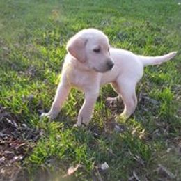 Labrador Retriever Puppies from Centerfield Retrievers