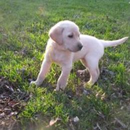 Labrador Retriever Puppies from Centerfield Retrievers