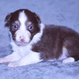 Georgia - Red tri-color female Australian Shepherd puppy in Easton, Missouri from MMA Kennel