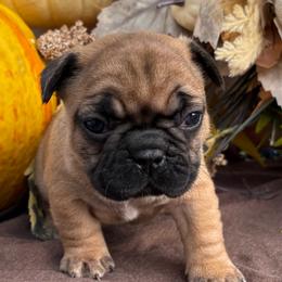 Abbie - Fawn and white female French Bulldog puppy in Miami, Oklahoma from Cassie’s Frenchie Palace