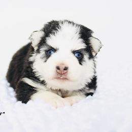 Shiver - Black and white male Pomsky puppy in Murfreesboro, Tennessee from Middle Tennessee Pomskies
