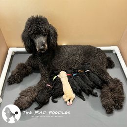 Poodle Puppies from The Rad Poodles