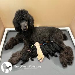 Poodle Puppies from The Rad Poodles