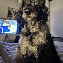 Piper - Goldendoodle