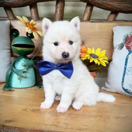 Bullseye - White male Pomsky puppy in Venus, Pennsylvania from Hemlock Pines Pomsky