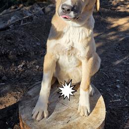 Central Asian Shepherd Dog and Kangal Puppies from VSH Kangal Dogs & Central Asian Shepards/Alabai