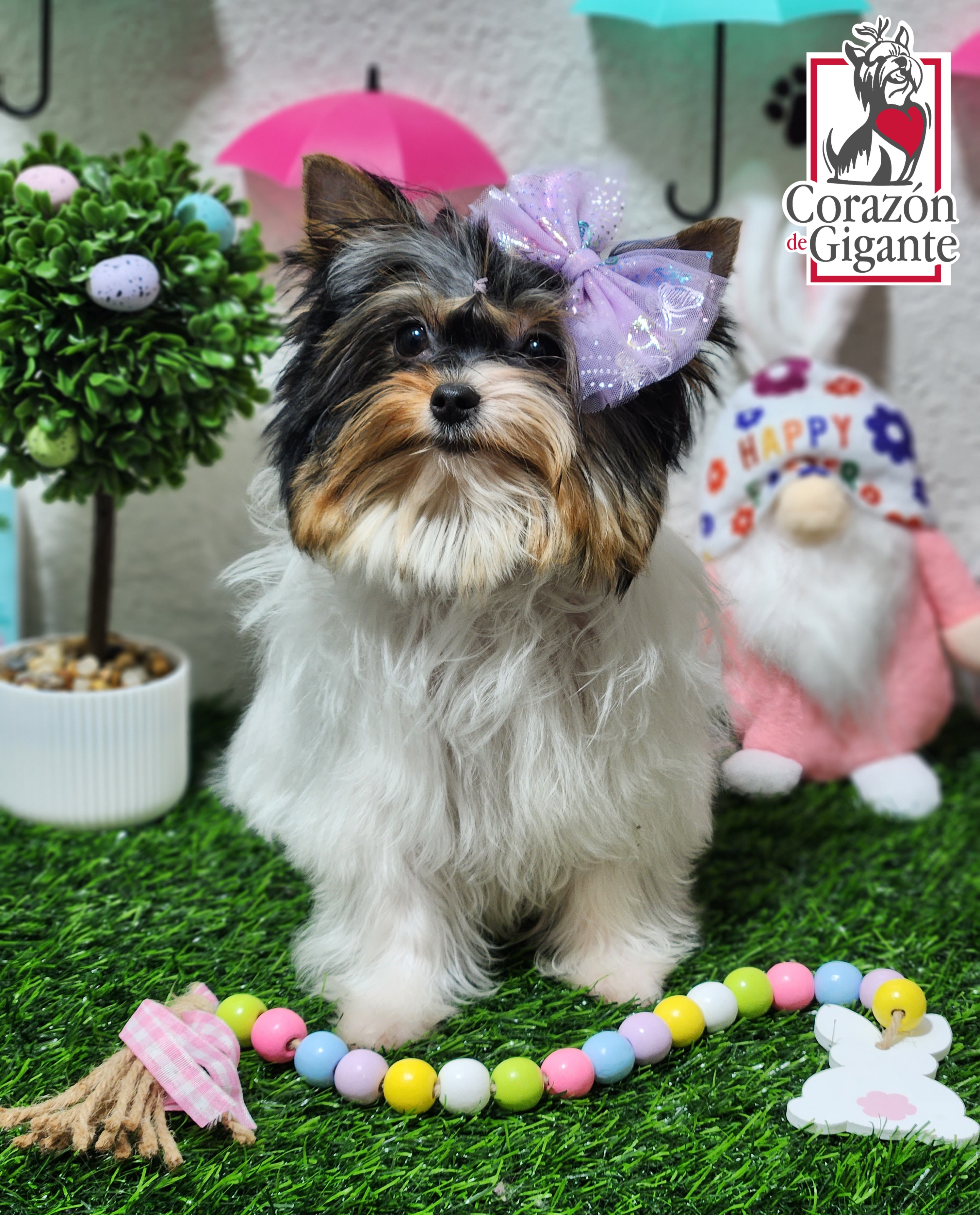 Biewer Terrier and Yorkshire Terrier Puppies from Corazón de gigante