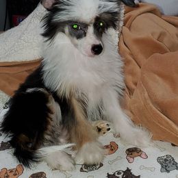 Chinese Crested Puppies from Perfect Pups R Us