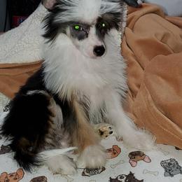 Chinese Crested Puppies from Perfect Pups R Us