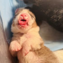 Riley - Blue merle and white male American Corgi puppy in Hale, Michigan from All Hale Corgis
