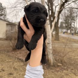 Sneezy - Black male German Shepherd puppy in Perrysburg, Ohio from Fancy GSDs