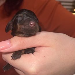 Dachshund Puppies from Holly’s Mini Weenies