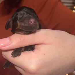 Dachshund Puppies from Holly’s Mini Weenies