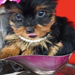 French Bulldog, Maltese, Poodle, and Yorkshire Terrier Puppies from Silver Lining
