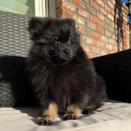 KC - Black and tan male Pomeranian puppy in San Jacinto, California from Savvypomeranians