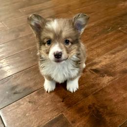 Purple Collar Girl Petunia - Blue female Pembroke Welsh Corgi puppy in Paris, Kentucky from Flat Run Corgis