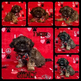 Chestnut (Stoney) - Sable male Shih Tzu puppy in Yelm, Washington from Lala's All Star Shih Tzu