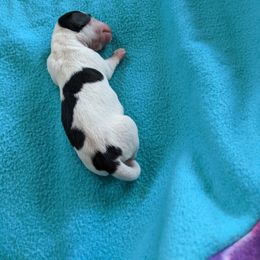 Girl 1 - Black and tan Dachshund puppy in Sarasota County, Florida from Donna's Mini Joys