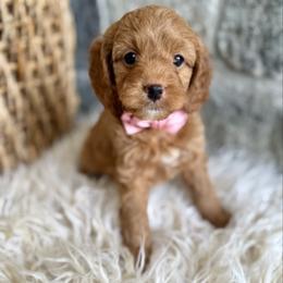 Poppy - Red female Cavapoo puppy in Natural Bridge, Virginia from Padgetts Hill Puppies
