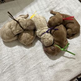 Sugar Plum (Purple Collar) - Cream female Goldendoodle puppy in Bay City, Texas from Charming Doods