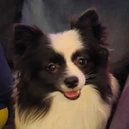 Pomeranians from Wilman's Poms