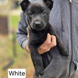 White Collar Female - Gold brindle female Dutch Shepherd puppy in Dallas, Georgia from Bluestone Creek Dutch Shepherds