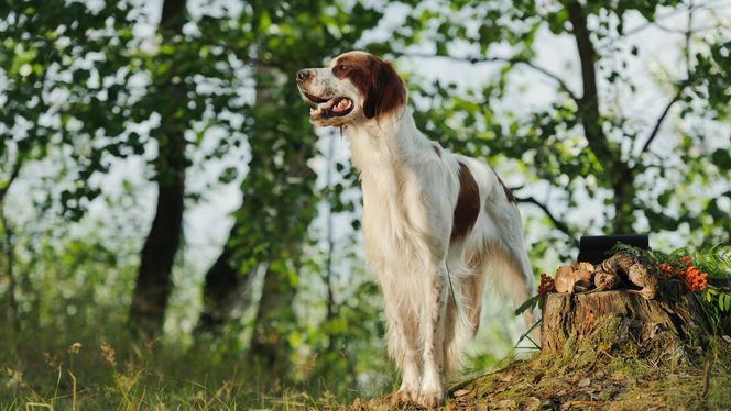 Irish Red and White Setter